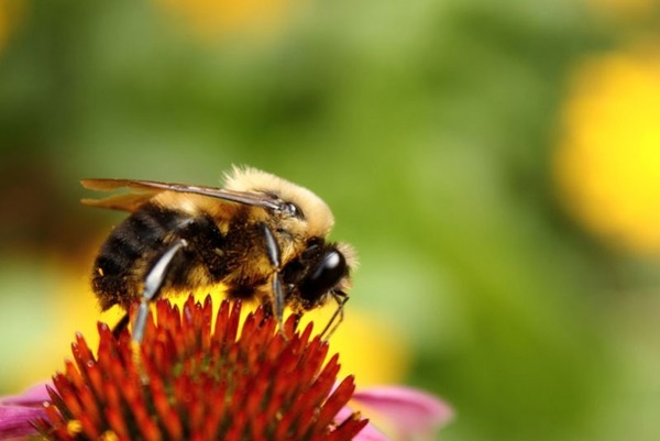 Quel mâle de l'abeille est le produit de l'éclosion d'un œuf non fécondé ?