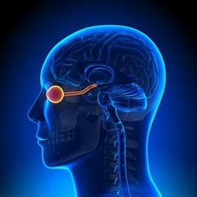 Vrai ou faux ? Le nerf optique transmet l’information au cerveau à une vitesse de 110 km/h (68 mi/h).