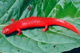 Pourquoi les salamandres rouges sont-elles rouges ?