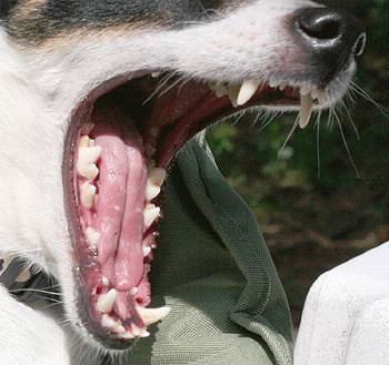 Combien de dents a un chien adulte ?