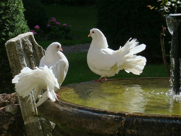Un oiseau, en particulier, a été choisi pour symboliser la paix :