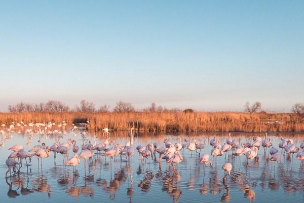 Dans quel département se trouve le parc ornithologique de Pont-de-Gau ?