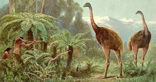Quel est le nom de cet oiseau disparu, plus grand que l'autruche, qui fut victime de la chasse menée par les Maoris ?
