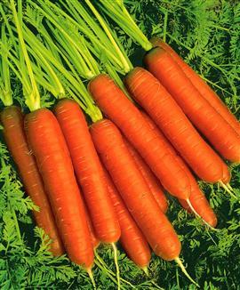 Qui aime le plus les carottes ?