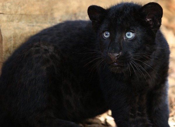 Sous quel nom connait-on le léopard noir ?