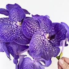 Donnez le nom usuel, le nom botanique et la famille de cette fleur :