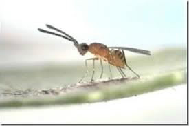 Combien mesure le plus petit insecte existant (Le Caraphractus cinctus)?