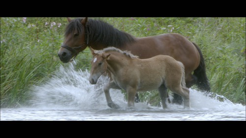 Le cheval et la jument ont un enfant : comment s'appelle-t-il ?