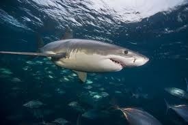 Quelle est la durée de vie moyenne du grand requin blanc ?