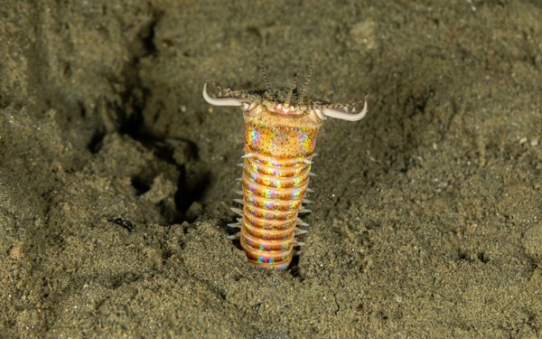 C'est un ver marin prédateur, une véritable horreur qui se cache dans le sable, trouvez son nom !