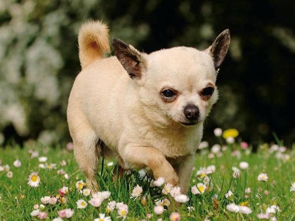 Jusqu'à combien de centimètres peut mesurer un Chihuahua ?