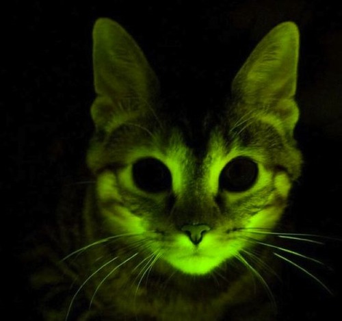 Les chats voient mieux la nuit que les humains.