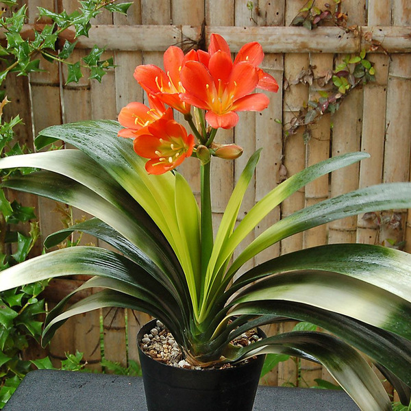 Donnez le nom usuel et le nom botanique de cette plante :
