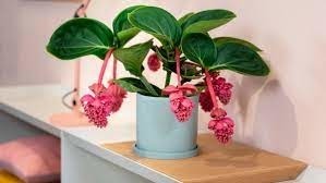 Donnez le nom usuel de cette plante ?