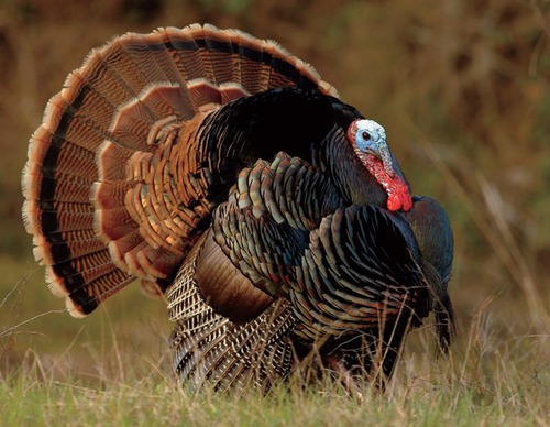 Do you know what adult male turkeys are called?