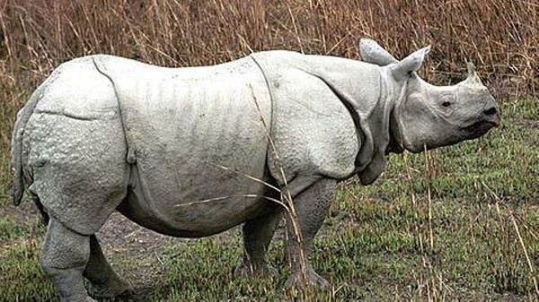 Quel est ce rhinocéros ?