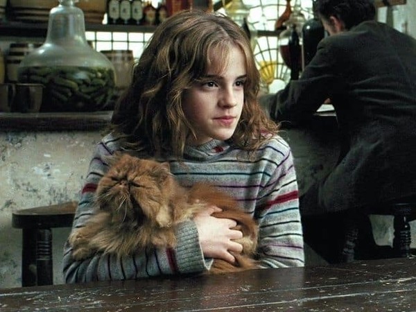 Dans Harry Potter, comment s'appelle le chat d'Hermione ?