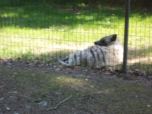 C'est un tigre blanc ou un hyène ?