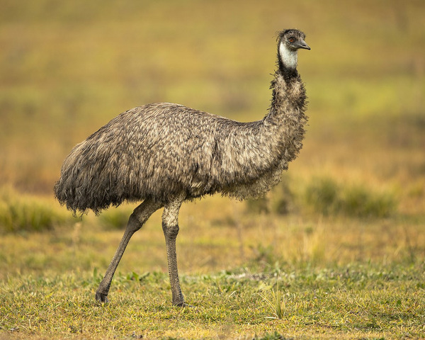 Quel est cet animal typiquement australien ?