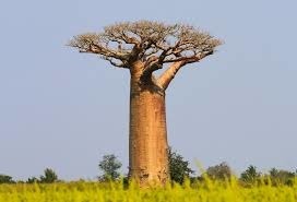 Quel arbre est représenté sur les armoiries du Sénégal ?