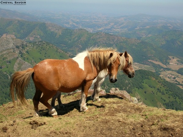 Laquelle de ces affirmations sur les pottoks, race millénaire de poney vivant principalement au pays basque, est fausse ?