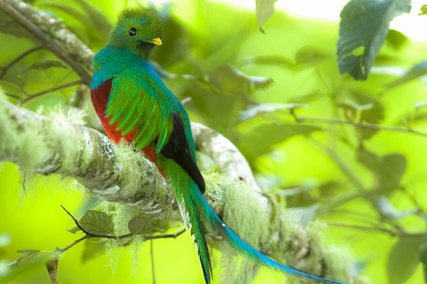 Que représente le quetzal du Costa Rica ?
