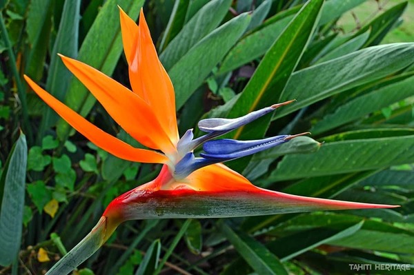 Cette fleur est originaire d'Afrique du Sud, l'animal lui est surtout visible en Papouasie Nouvelle- Guinée !
