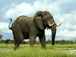 Il est le plus gros animal terrestre :