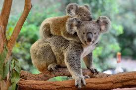 Le koala est le seul animal à avoir des empreintes digitales, comme l'homme.