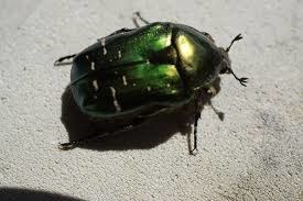 A quelle famille d'insectes appartient le scarabée ?