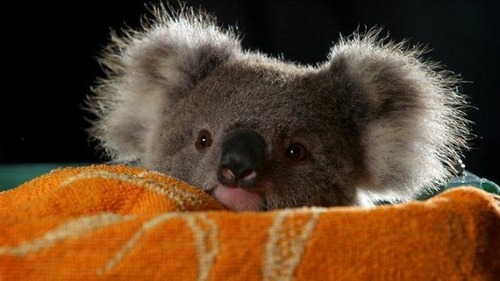 Comment s'appelle le bébé du koala ?