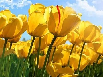 Ces fleurs sont :