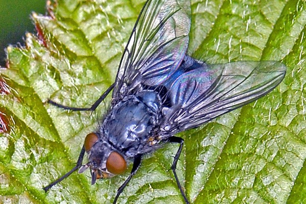 Quel partie du corps de la mouche bleue lui permet de manger ?
