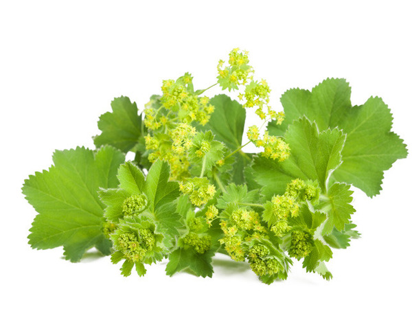 Donnez le nom usuel de cette fleur ?