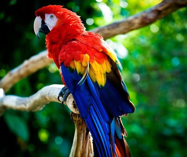 Il existe 550 espèces de perroquet.