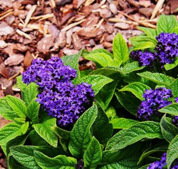 L'héliotrope est une plante aux fleurs très parfumées. Combien de temps embaument-elles le jardin ?