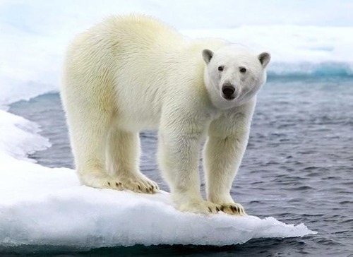 Qual é o dia internacional do Urso Polar?