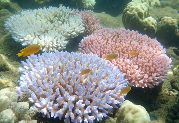 Combien d'espèces de coraux comprend la Grande Barrière de corail ?