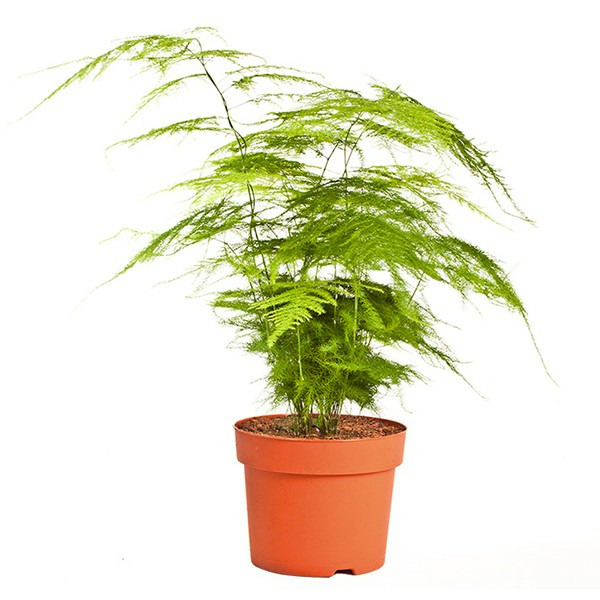 Donnez le nom usuel, le nom botanique et la famille de cette plante ?