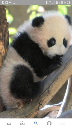 Est-ce que les pandas sont en voie de disparition ?