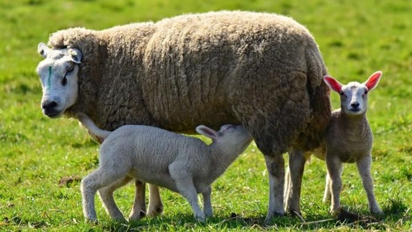 Comment appelle-t-on un jeune mouton mâle âgé de moins d'un an ?