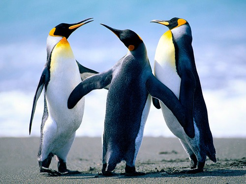 Quelle est la différence entre un pingouin et un manchot ?