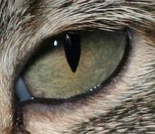 Quel est le champ de vision total du chat ?
