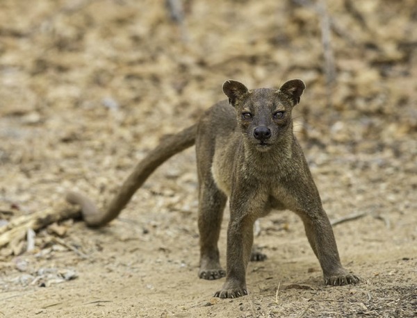 Retournez à Madagascar pour identifier le seul prédateur terrestre de cette île !