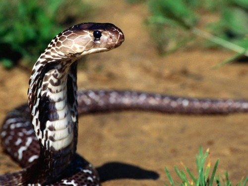 La peau du serpent est protégé :