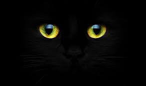 Un chat peut voir dans le noir complet.