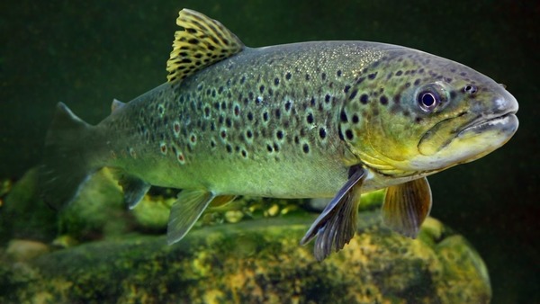 Quel poisson, proche du saumon, présente une peau gris-verdâtre couverte de points noirs.