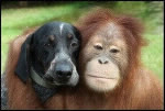 Dans le film "Doux, dur et dingue", quel acteur accompagne l'orang-outan ?