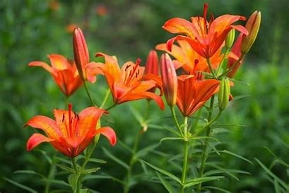 Ces fleurs sont :