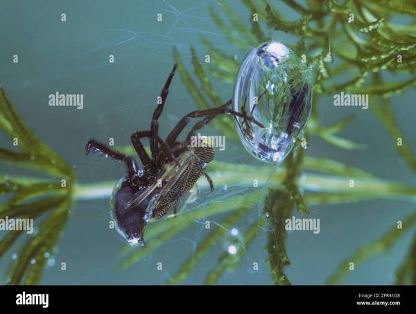 De ces quatre araignées, laquelle est capable de vivre sous l'eau ?